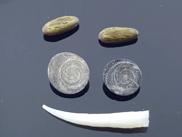 مهره مار و خر مهره